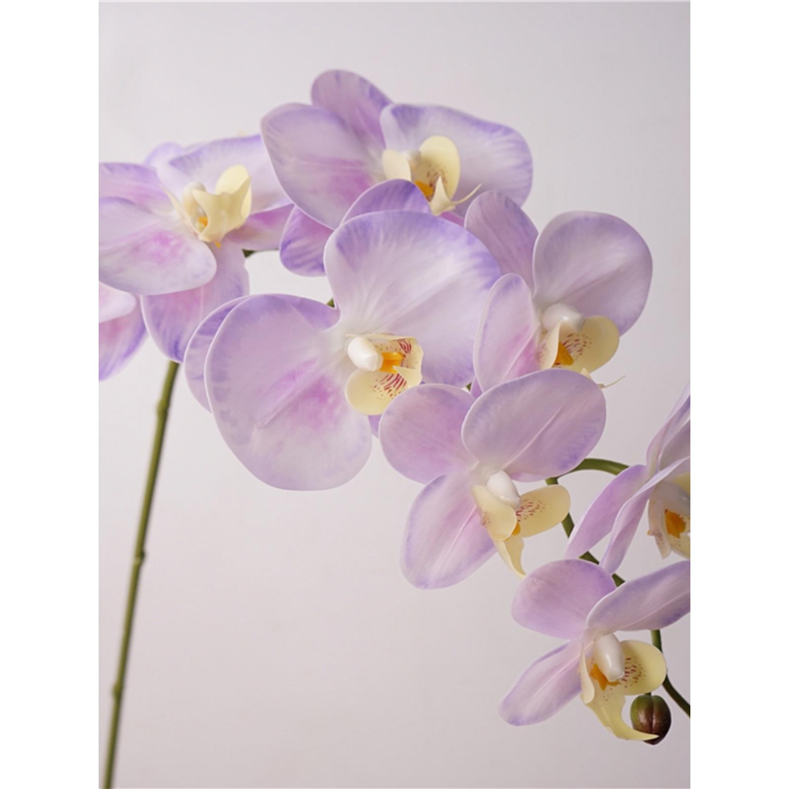 极光蝴蝶兰高品质仿真花束家居装饰花婚庆造景美陈设计轻奢风兰花
