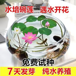 开花水培水养绿植睡莲荷花无土盆栽花卉 碗莲种四季 7天发芽