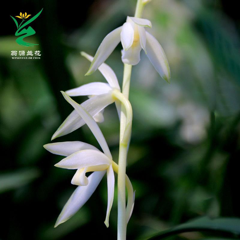 .【翁源兰花苗泉四季建兰铭品青山玉素心带花浓香好养室内绿植花