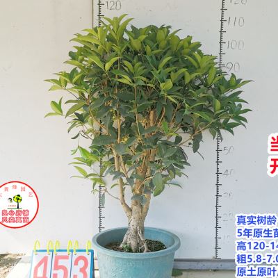 桂花苗正宗结子桂花四季开花味清新自然南方阳台庭院盆栽地栽树u.