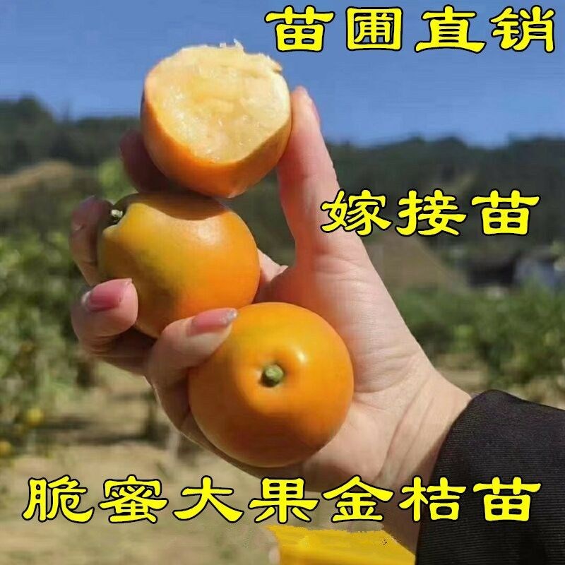 广西融安脆蜜金桔苗嫁接果耐寒大果品种盆栽地栽庭院带土发货
