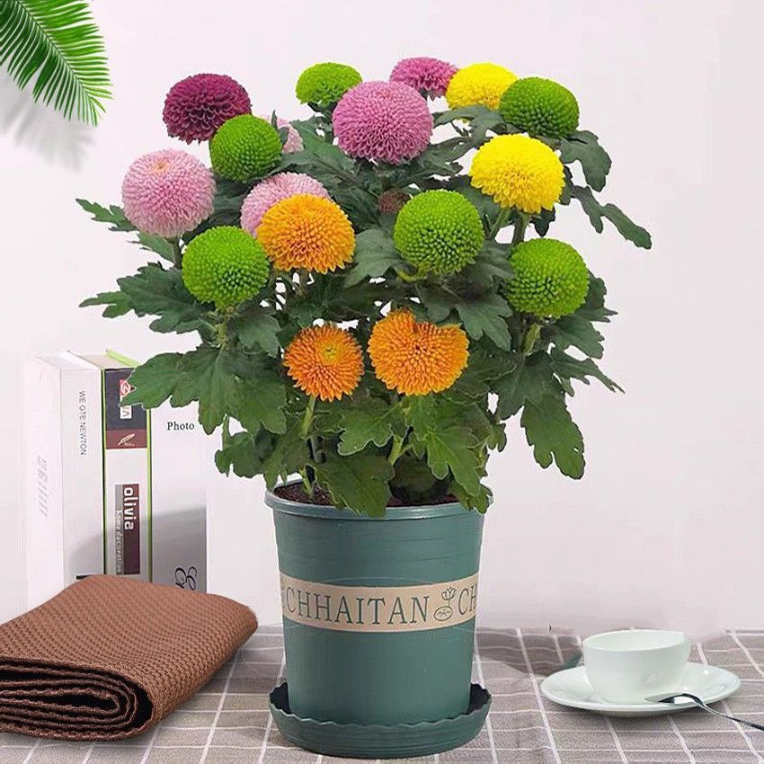 四季开花七彩色乒乓菊云南鲜花盆栽带花苞阳台客厅花卉好养易活