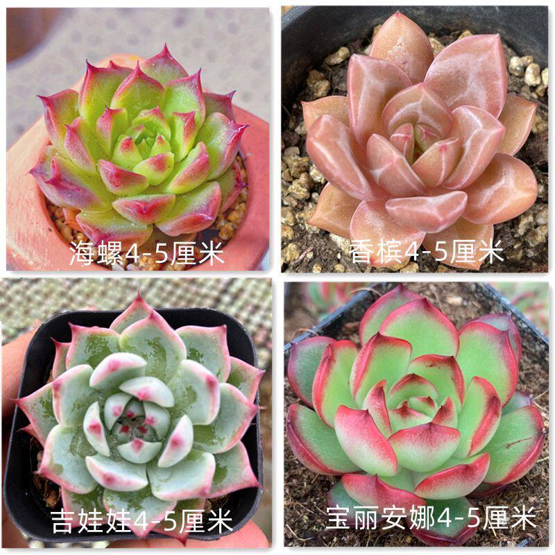多肉植物桃蛋红宝石玉露群生肉肉套餐盆栽绿植创意花卉栽好