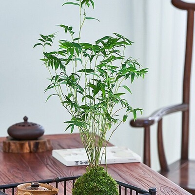 苔藓球植物米竹红观音竹金明竹水培盆景客厅室内桌面观赏竹子盆栽