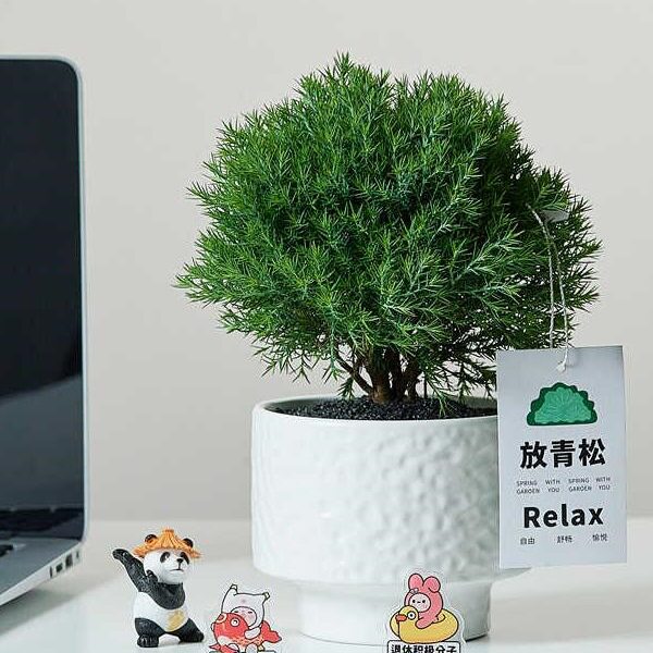 情绪稳定桌面放青松盆栽绿植摆件办公室工位装饰乔迁新居礼物