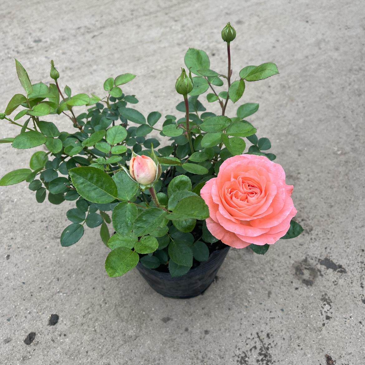 诺娃阳台鲑红色微型欧月季盆栽玫瑰花苗大花卉浓香四季开浓香庭院