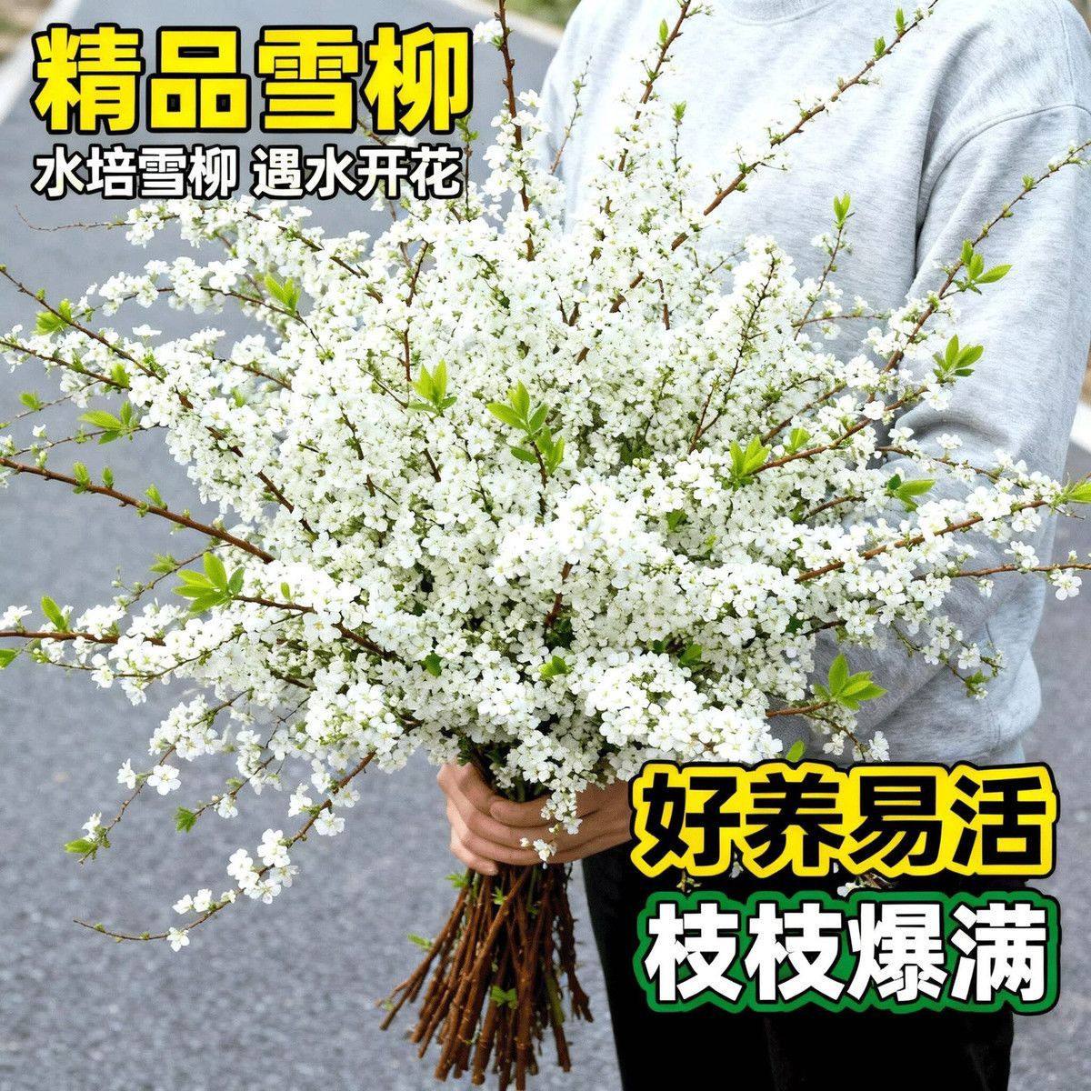 雪柳鲜枝水养枯木逢春遇水开花