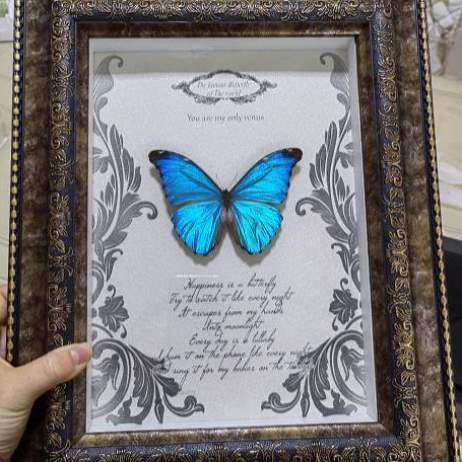 蝴蝶稀有天堂眼蝶玫瑰世界标本标本昆虫蝴蝶珍惜风大蓝闪收藏蝴蝶