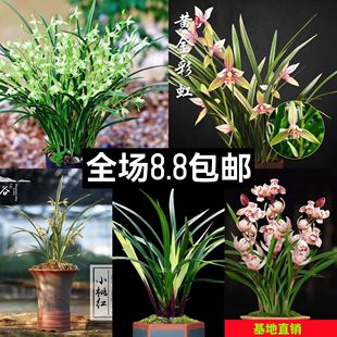 建兰四季兰小桃红七彩玲珑黄金彩虹梨山狮王大凤素室内客厅浓香花