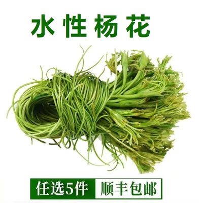 新鲜水性杨花海菜花云南大理特产洱海海菜水性杨花特色蔬菜