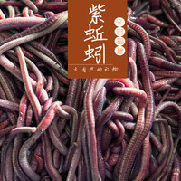 紫蚯蚓盒装渔具店批发活饵料