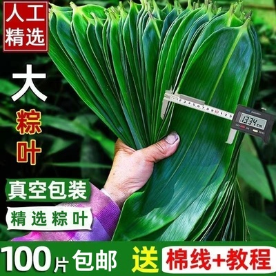 端午节粽子叶棕新鲜特大号现摘包