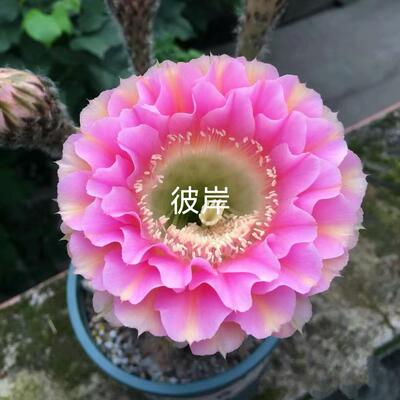 《羽筝》彩草《大表姐》仙人球《彼岸》多肉植物《大风车》包对版