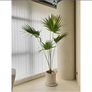 大叶蒲葵盆栽大型绿植室内庭院好养耐寒植物四季常青棕榈树除甲醛