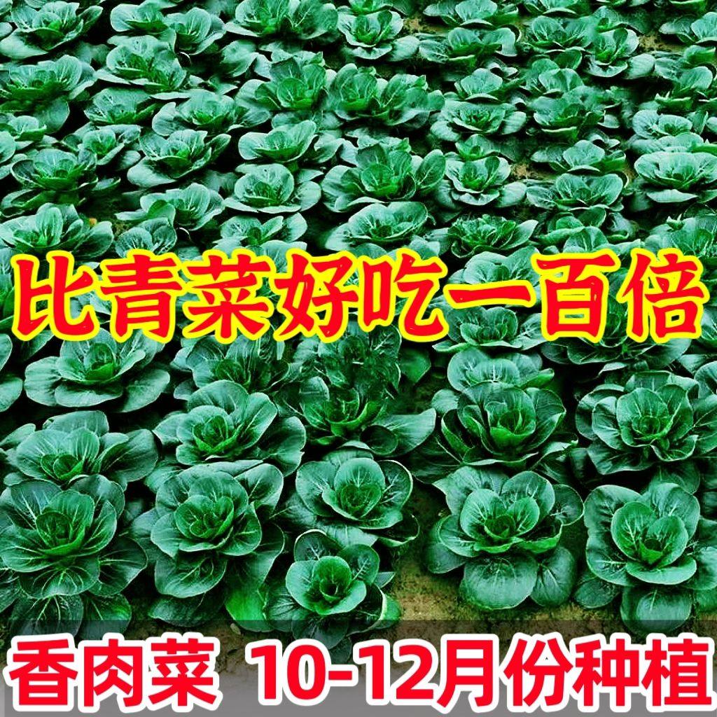 新品香肉菜种子北京肉肉菜籽香糯好吃速生耐寒耐热秋冬农家青菜籽,鲜花速递/花卉仿真/绿植园艺,家庭园艺种子,淘宝优惠券,粉丝福利购,淘宝优惠卷