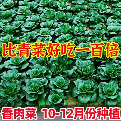 新品香肉菜种子北京籽糯好
