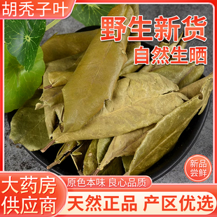 胡秃子叶中药材野生 正品胡颓子叶蒲颓叶胡颓叶羊奶果叶养生泡茶