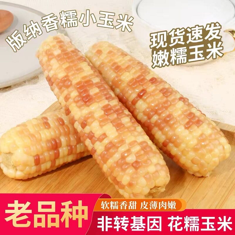 云南西双版纳香糯小玉米5斤新鲜花糯甜糯玉米棒真空开袋即食早餐