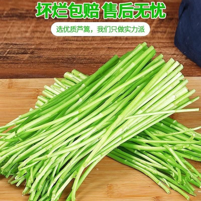 云南新鲜黎蒿芦蒿农家自种现割黎蒿鲜嫩蔬菜