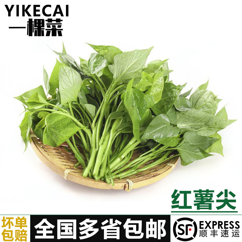 【YIKECAI】红薯叶1-5斤新鲜苕尖专吃叶子蔬菜嫩地瓜叶食用番薯叶