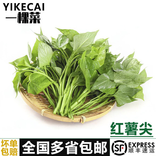 专吃叶子番薯叶YIKECAI顺丰包邮