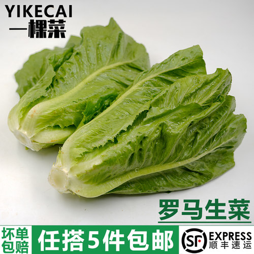 散叶罗马生菜西餐蔬菜沙拉食材