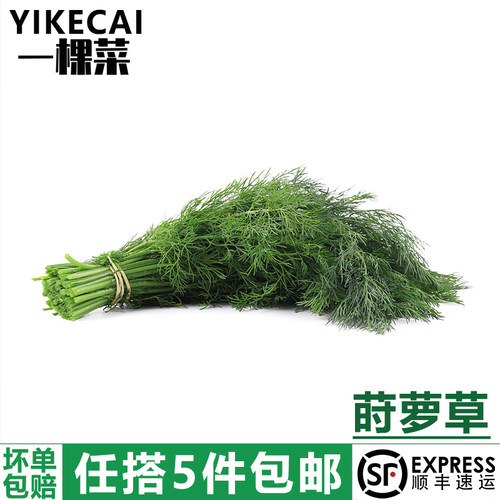 新鲜莳萝草食用香料摆盘装饰