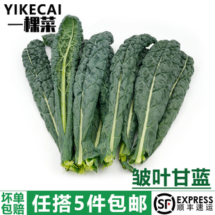 皱叶甘蓝500g 黑宝石羽衣甘蓝皱皮叶甘蓝沙拉蔬菜 新鲜皱叶菜