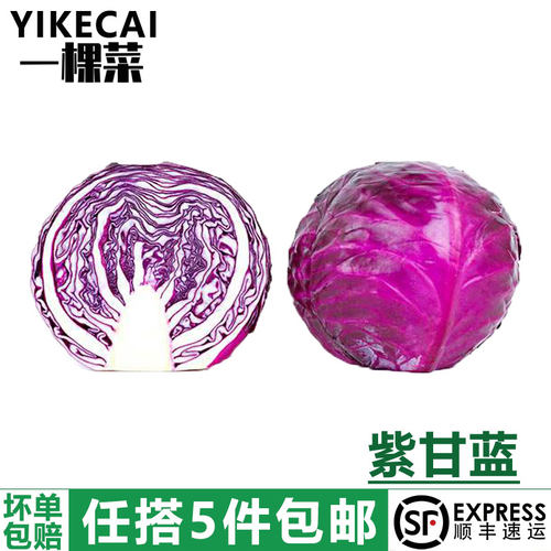 紫甘蓝红紫椰菜新鲜沙拉食材