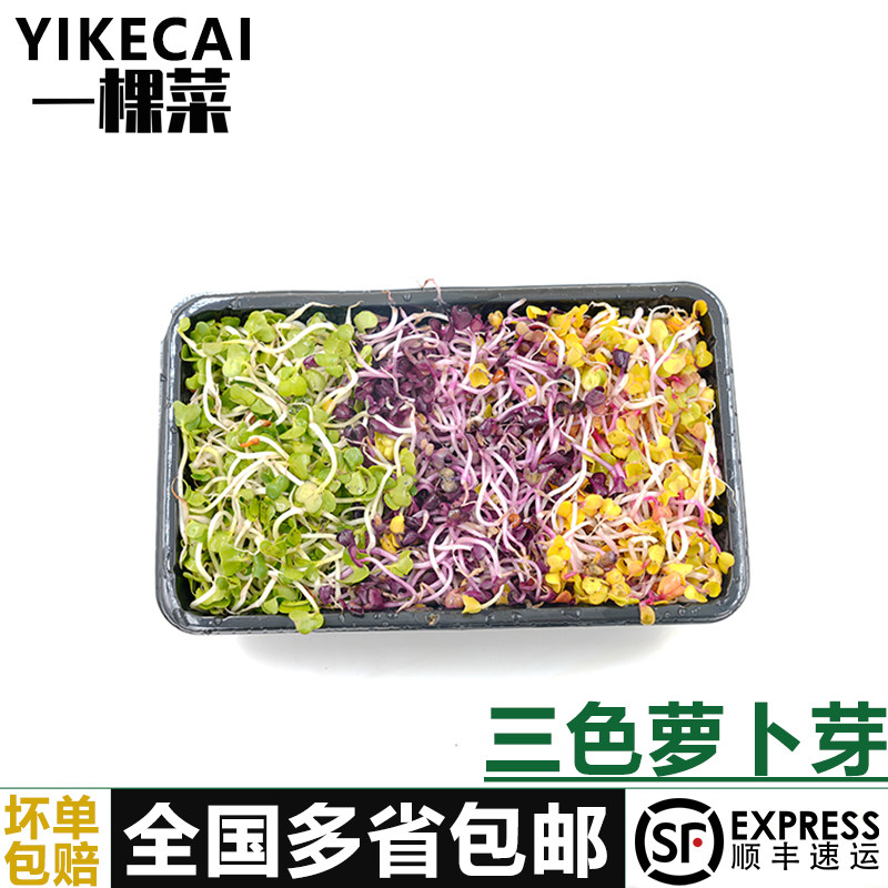 三色萝卜芽150g/盒 食用七彩萝卜苗芽菜餐厅凉拌冷菜沙拉摆盘装饰