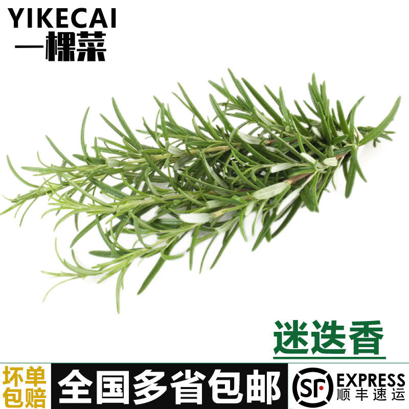 【yikecai】新鲜迷迭香250g 西餐牛排香料食用香草调料马鞭草