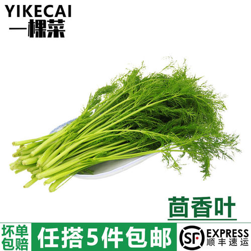 新鲜茴香叶新鲜茴香叶饺子茴香菜
