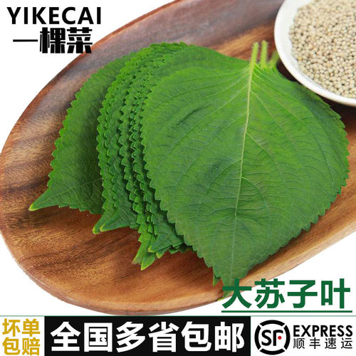 新鲜苏子叶大片东北紫苏叶料理