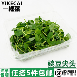 豌豆尖头100克/盒新鲜豌豆苗嫩芽龙须青豆苗蔬菜清炒火锅酒店料理