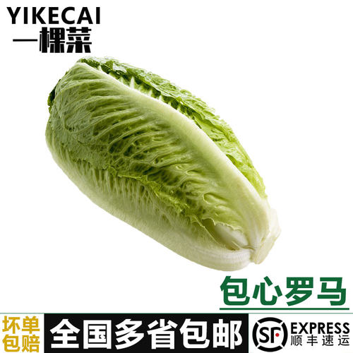 包心罗马生菜黄心嫩罗马生菜
