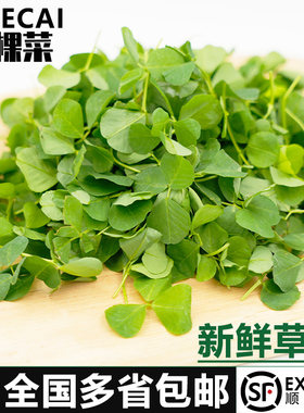 【YIKECAI】新鲜草头500g上海本地农家三叶菜金花菜野菜新鲜蔬菜