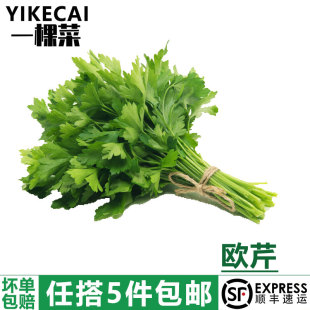 欧芹香芹法国香菜 新鲜意大利芹250g 巴西里香料 YIKECAI