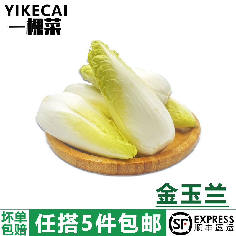 金玉兰菜500g欧洲菊苣芽球