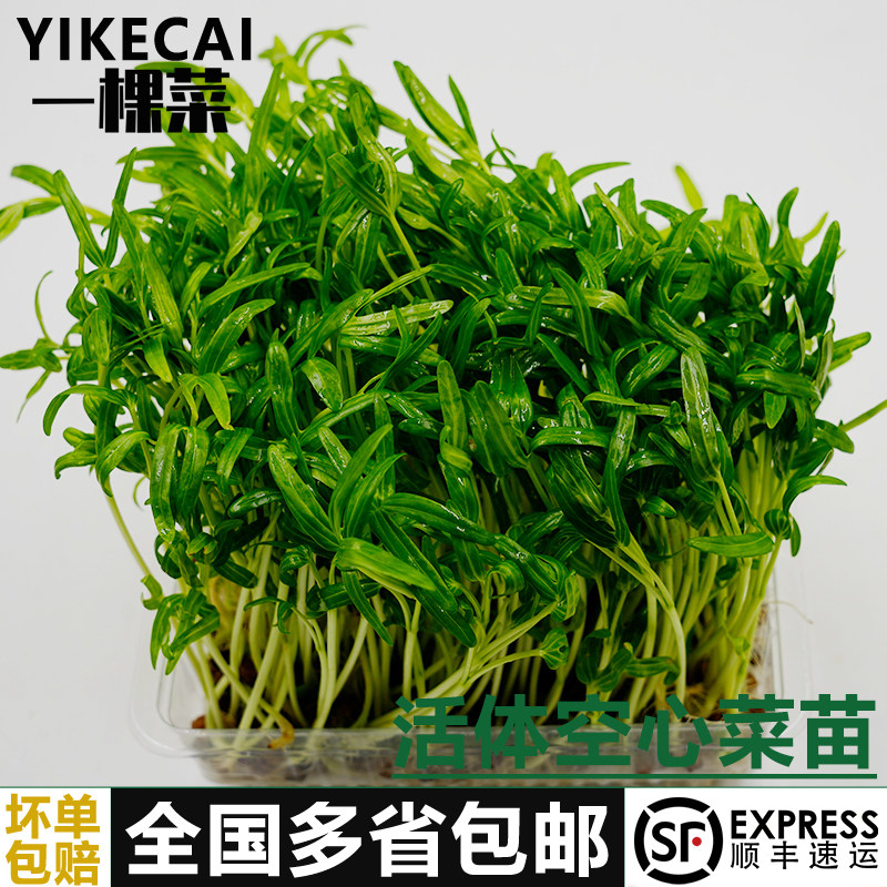 新鲜活体空心菜苗1-5盒 食用蔬菜水培空心菜嫩芽苗菜火锅清炒料理