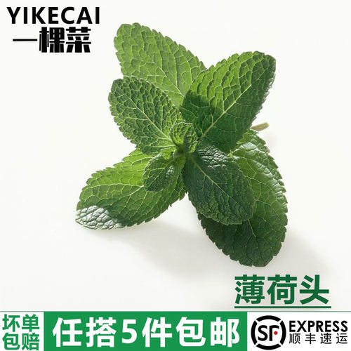 YIKECAI新鲜薄荷头茶饮摆盘装饰