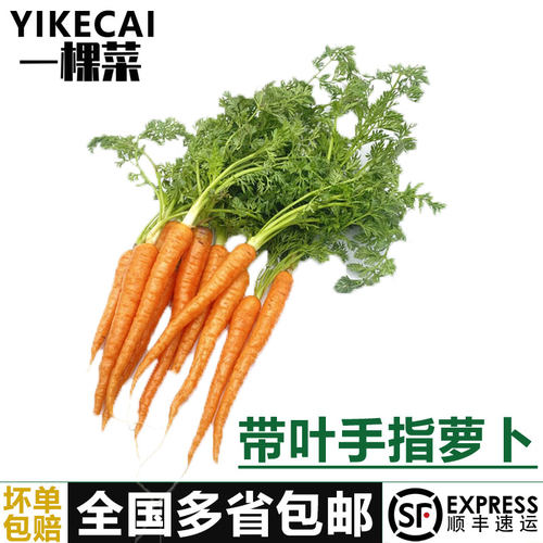 迷你手指萝卜新鲜胡萝卜宝宝辅食