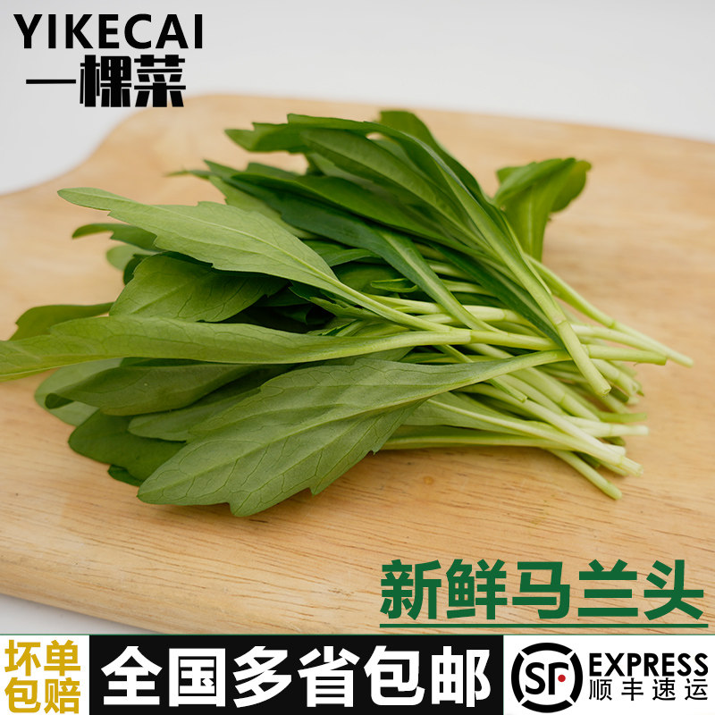 新鲜马兰头5斤 鸡儿肠山坡菜上海金山本地农家蔬菜红梗菜凉拌野菜
