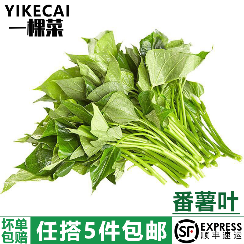 专吃叶子番薯叶YIKECAI顺丰包邮