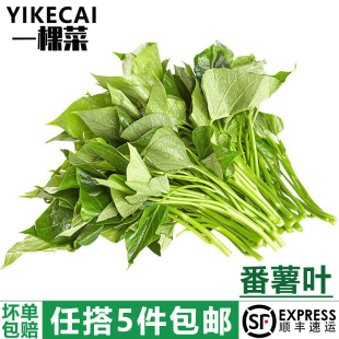 新鲜苕尖专吃叶子蔬菜嫩地瓜叶食用番薯叶 红薯叶500g YIKECAI
