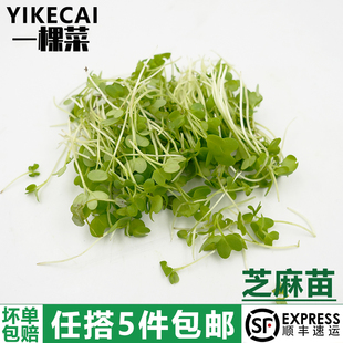 芝麻苗1盒可食用芽苗菜千宝苗新鲜蔬菜冷盘西餐摆盘装 饰点缀