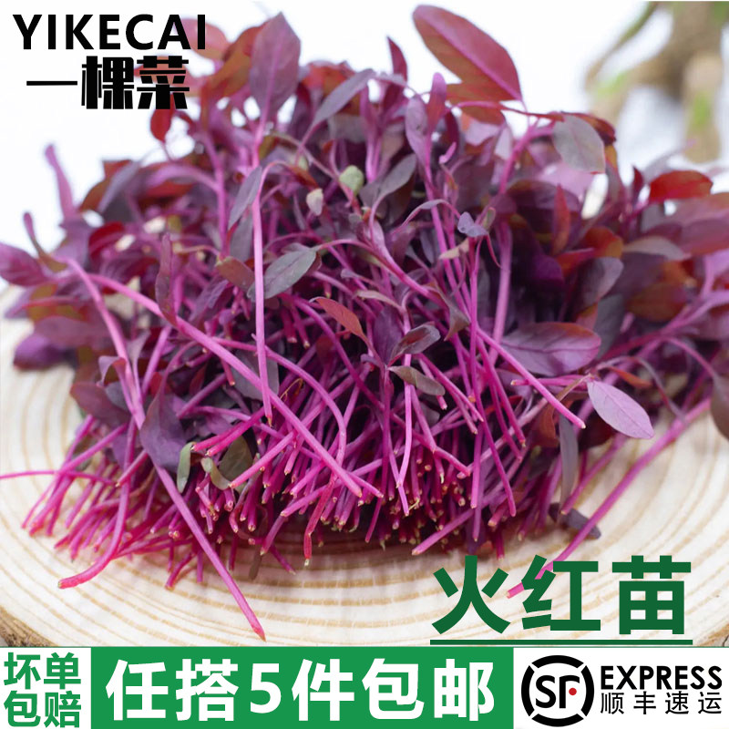 【YIKECAI】火红苗1盒 新鲜安曼红斯卡纳苗可食用芽苗菜摆盘装饰,水产肉类/新鲜蔬果/熟食,叶菜类,淘宝优惠券,粉丝福利购,淘宝优惠卷