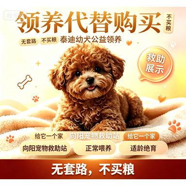 活体宠物纯种泰迪幼犬小型犬幼犬狗狗