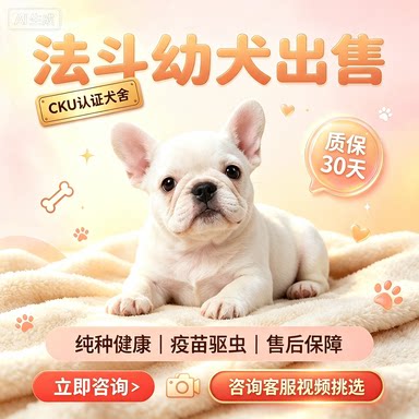 纯种法国斗牛犬幼犬奶油蓝牛黑白狗狗