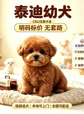 活体纯种泰迪幼犬香槟灰黑红棕色茶杯体小体飞耳泰迪贵宾犬小型犬