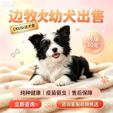 边牧幼犬纯种边境牧羊犬双血统七狗狗